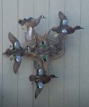 Mixed Teal Drake Flying Scene