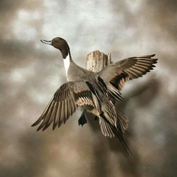 Northern Pintail Drake