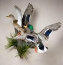 Mallard Pair Flying Scene