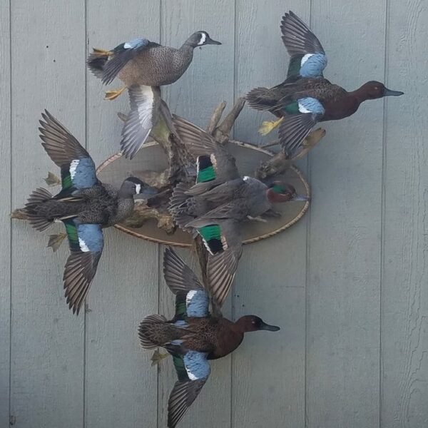 Mixed Teal Drake Flying Scene