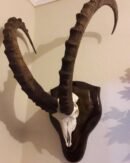 Sindh Ibex European Mount