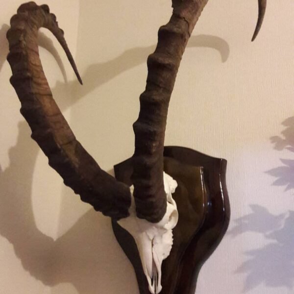 Sindh Ibex European Mount