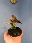 Zebra Finch Full Body Mount