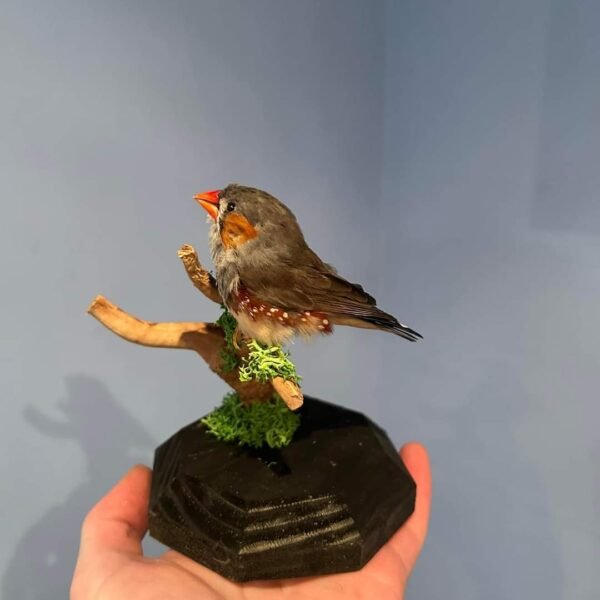 Zebra Finch Full Body Mount