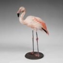 Greater Flamingo
