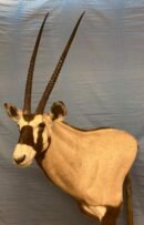 Gemsbok (South African Oryx) Shoulder Mount