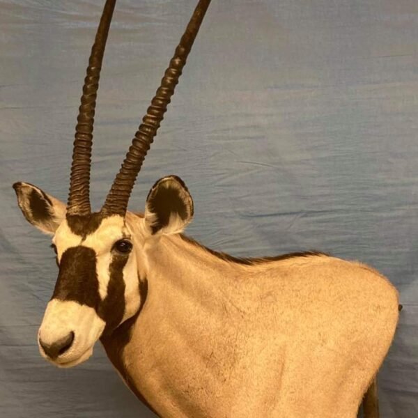 Gemsbok (South African Oryx) Shoulder Mount