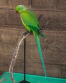 Rose-ringed Parakeet(Green Ringneck)