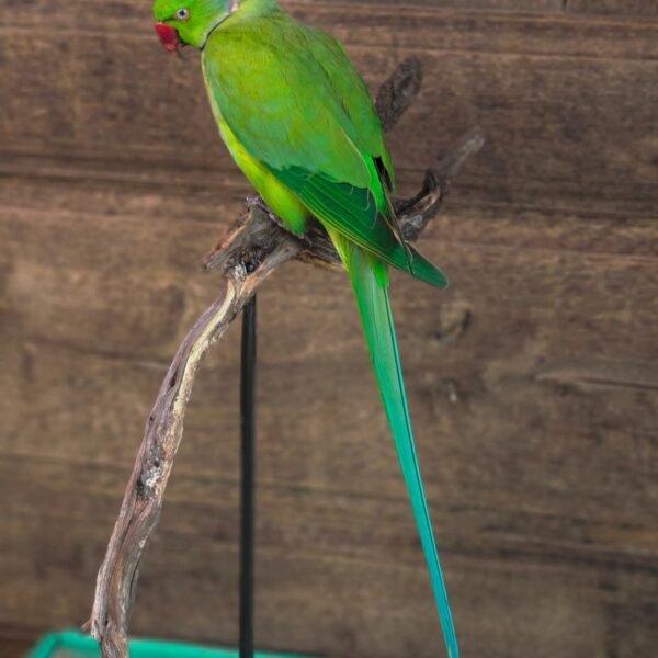 Rose-ringed Parakeet(Green Ringneck)
