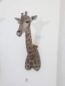Giraffe Shoulder Mount