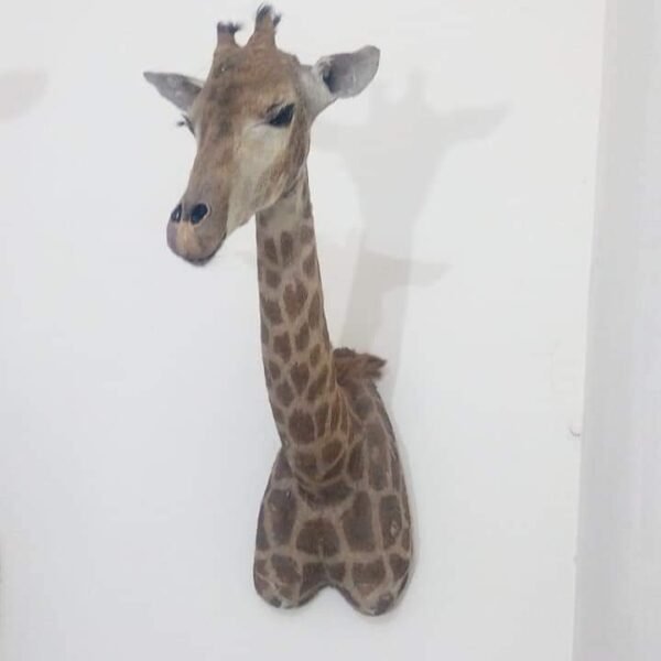 Giraffe Shoulder Mount