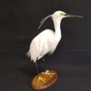 Snowy Egret Full Body Mount