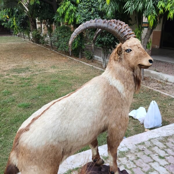 Full Body Himalayan Ibex Habitat Mount