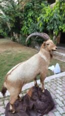 Full Body Himalayan Ibex Habitat Mount