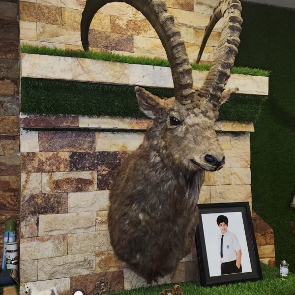 Himalayan Ibex Shoulder Mount