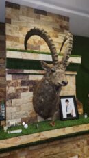 Himalayan Ibex Shoulder Mount