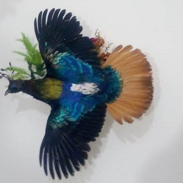 Himalayan Monal