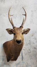 Hog Deer Shoulder Mount