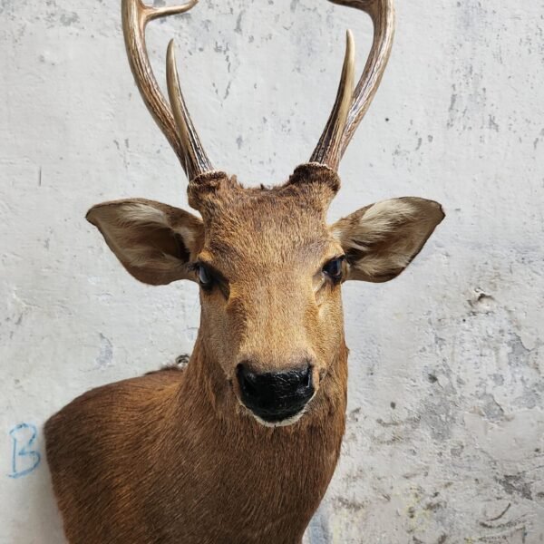 Hog Deer Shoulder Mount