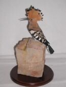 Eurasian Hoopoe Full Body Mount