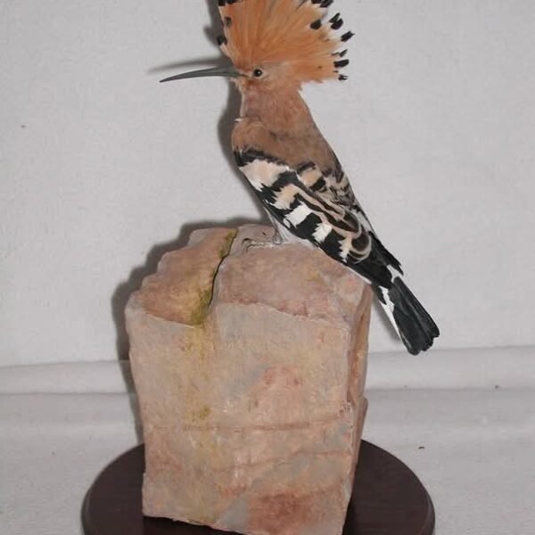 Eurasian Hoopoe Full Body Mount