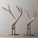 Mule Deer Antlers