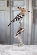 Eurasian Hoopoe(Hud Hud)