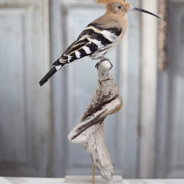 Eurasian Hoopoe(Hud Hud)