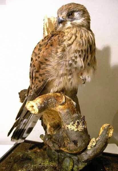 Common Kestrel