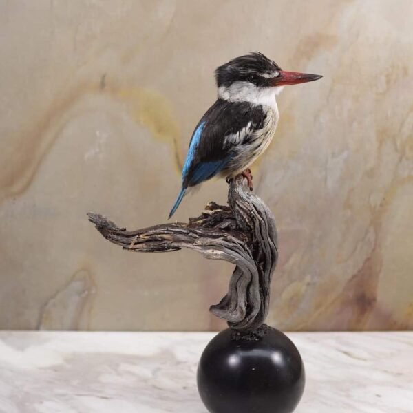 Malachite Kingfisher