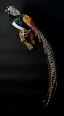 Lady Amherst's Pheasant