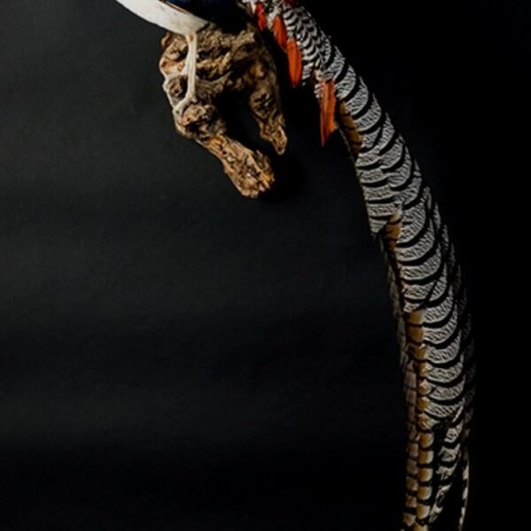 Lady Amherst's Pheasant