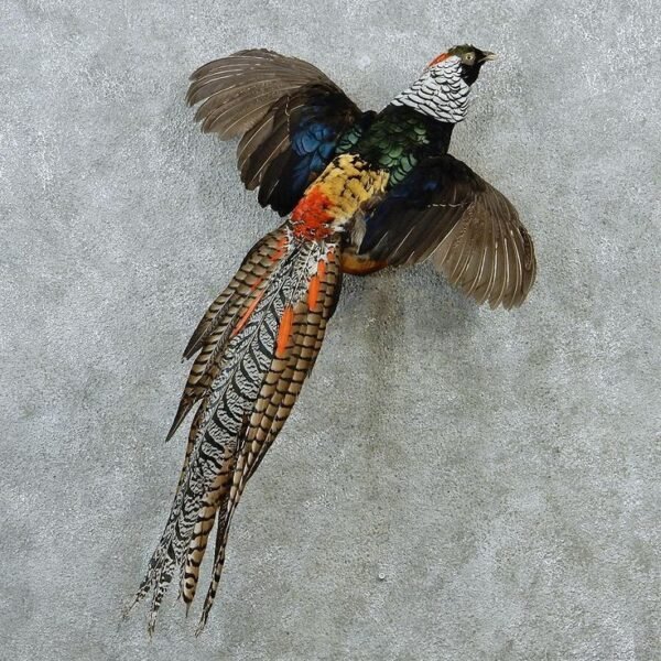 Lady Amherst's Pheasant