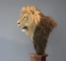 African Lion Pedestal Mount