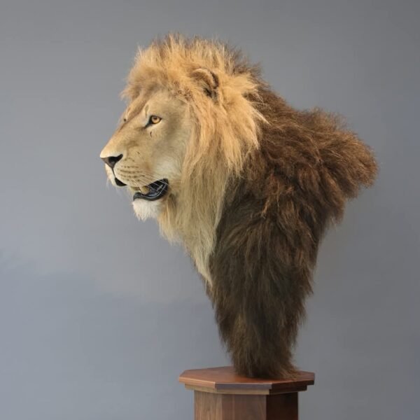 African Lion Pedestal Mount