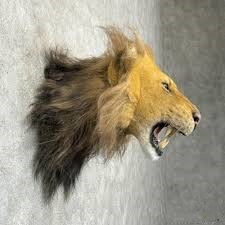 African Lion Open-Mouth Shoulder Mount