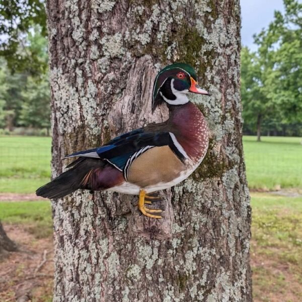 Wood Duck Drake