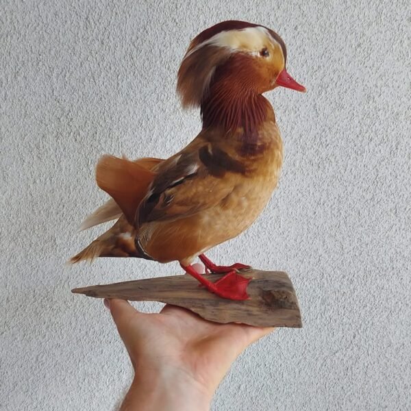 Mandarin Duck Full Body Mount