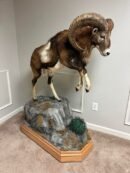 European Mouflon Full Body Habitat Mount