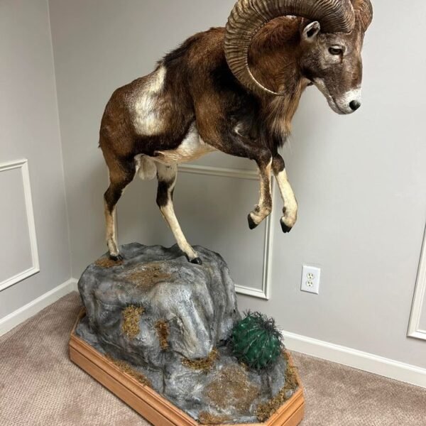 European Mouflon Full Body Habitat Mount