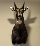 Nilgai (Blue Bull) Shoulder Mount