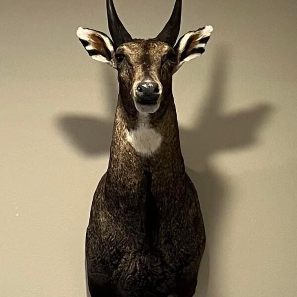 Nilgai (Blue Bull) Shoulder Mount