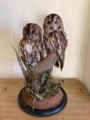 Tawny Owl Pair Habitat Mount