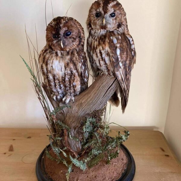 Tawny Owl Pair Habitat Mount