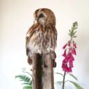 Tawny Owl "Hunter" Habitat Mount