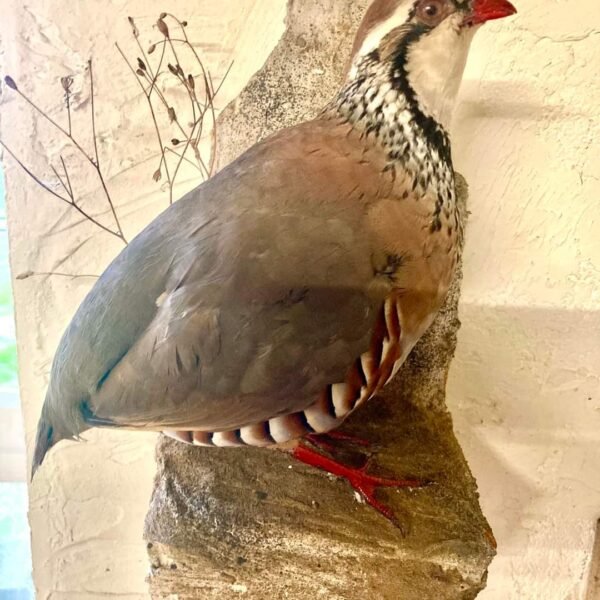 Chukar Partridge (Red-legged Partridge)