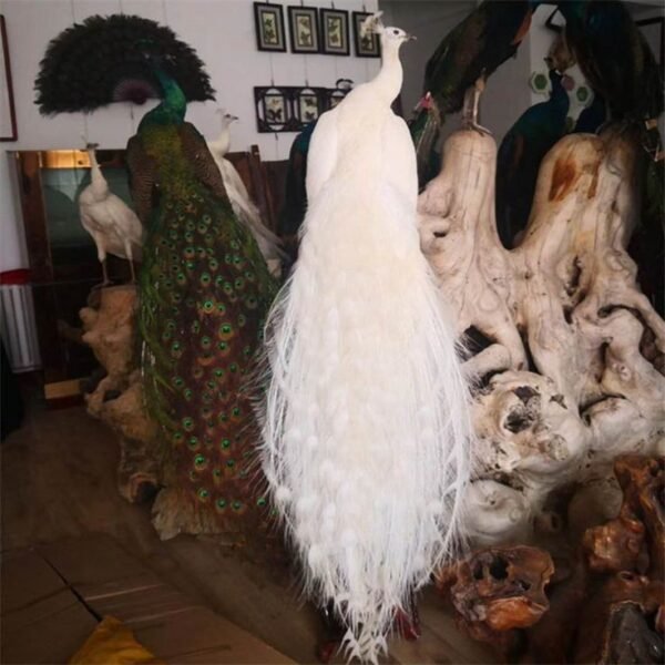 White Peacock Full Body Mount