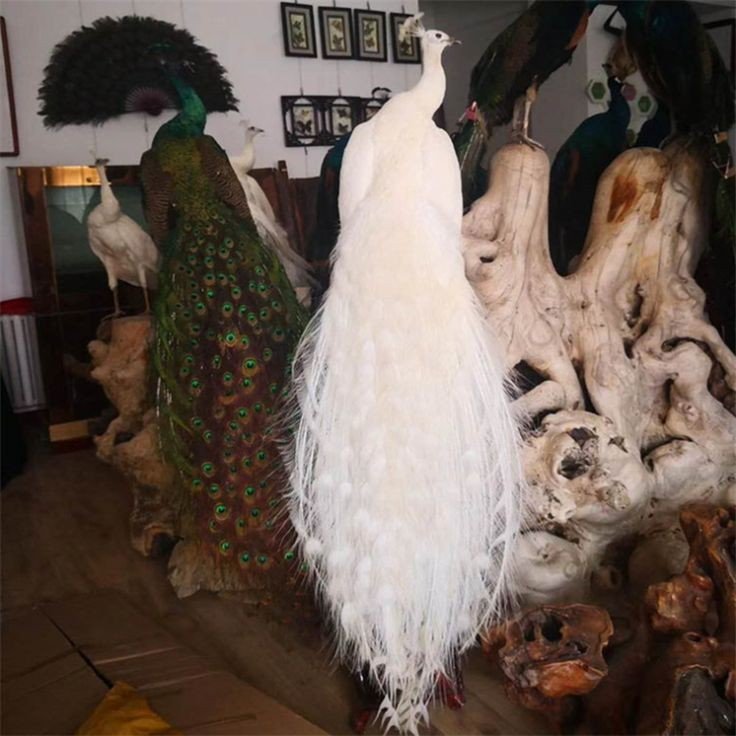White Peacock Full Body Mount