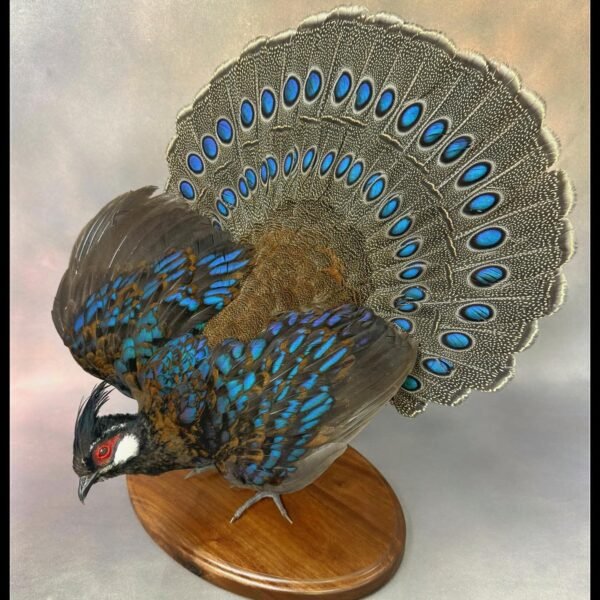 Palawan Peacock-Pheasant Full Body Mount
