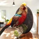 Red Golden Pheasant (male)